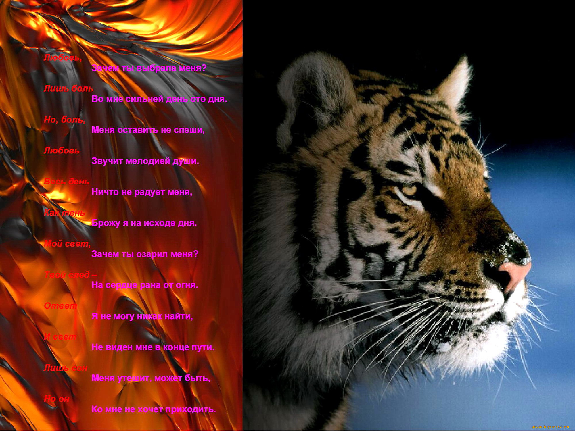Обои ПЕСНЯ ТИГРА Животные Тигры, Обои Для Рабочего Стола.